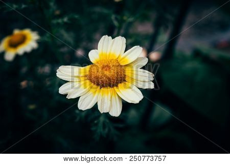 A White And Yellow Daisies,glebionis Coronaria, Chrysanthemum Coronarium Is A Species Of Flowering P