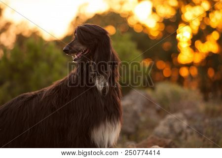 Beautiful Dog Breed Afghan Hound At Sunset