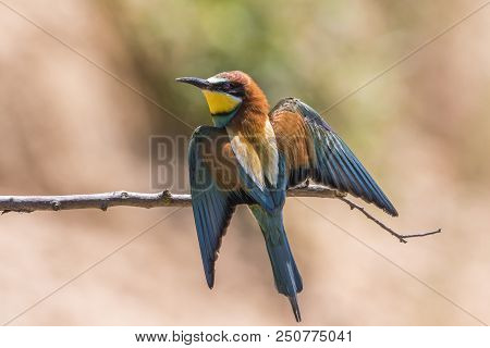 Eurasian Bee-eater (merops Apiaster)