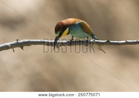 Eurasian Bee-eater (merops Apiaster)