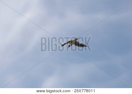 The Gull Extends Its Wings Wide Against The Blue Sky With Clouds. Seagull Flying In The Blue Sky