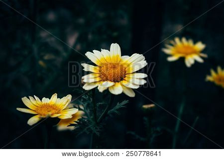 Glebionis Coronaria, A White And Yellow Daisies. Called Chrysanthemum Coronarium, Is A Species Of Fl
