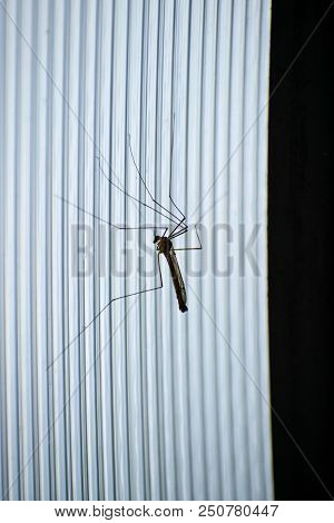 Mosquitoes Of The Long-legged. Large Flying Insect. Large Male Mosquito. Daddy-longlegs.