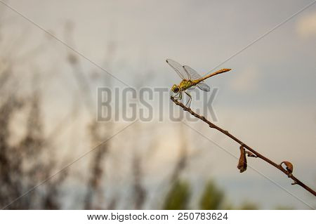 A Yellow Dragonfly On A Stick With Leaves