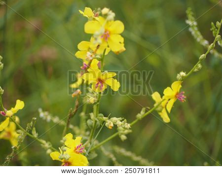 Rustrel, France - July 14, 2018: Photography Showing Some Yellow Flowers. The Photography Was Taken 
