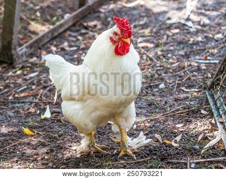White Cock Of The Leghorn Breed On A Farm On A Summer Sunny Day