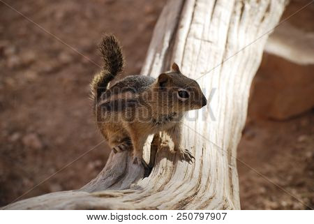 Golden-mantled Ground Squirrel On A Fallen Tree Trunk, Nature Wildlife