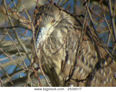Onvolwassen Black gekroond nacht Heron