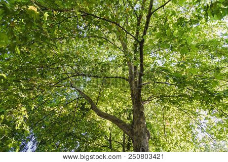 The Warm Spring Sun Shining Through The Canopy Of Tall Beech Trees