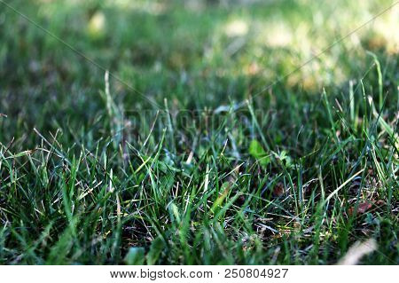 Young Green Grass, Background Texture. Dense Green Grass Close-up Landscape