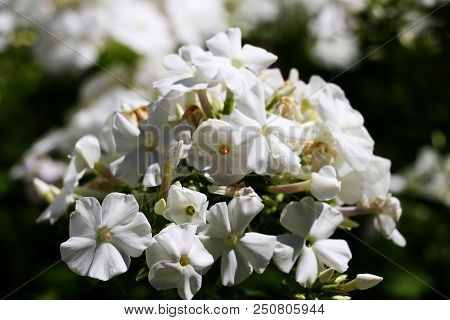 Thickleaf Phlox Phlox Carolina In The Garden.