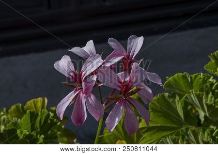 Beautiful  Flower Pelargonium Blooming With Mix Of Rose And Red Color Bloom In The Garden,  District