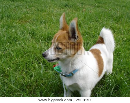 Koira