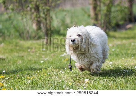 Portrait Of A Bichon Dog Living In Belgium