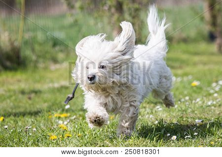 Portrait Of A Bichon Dog Living In Belgium