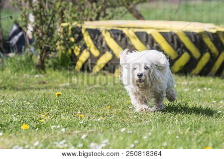 Portrait Of A Bichon Dog Living In Belgium
