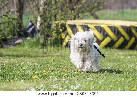 Portrait Of A Bichon Dog Living In Belgium