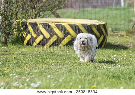 Portrait Of A Bichon Dog Living In Belgium