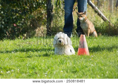 Portrait Of A Bichon Dog Living In Belgium