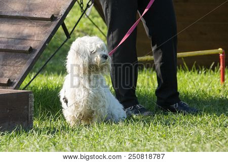 Portrait Of A Bichon Dog Living In Belgium