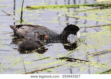 An American Coot And Chick Eating Duck Weed.