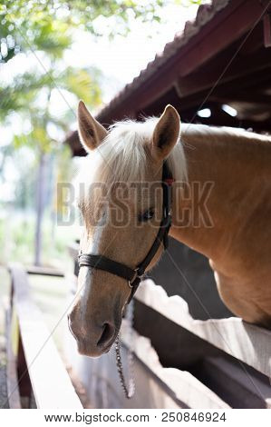 Portrait Of A Horse In A Wooden Barn Gate Outdoor