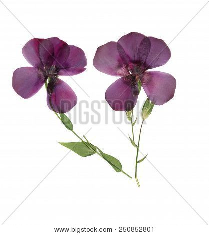 Pressed And Dried Delicate Flower Flax, Isolated On White Background. For Use In Scrapbooking, Press