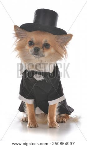 long coat chihuahua wearing a tuxedo on white background
