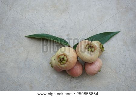 Syzygium Jambos Is Another Type Of Rose Apple In Thailand