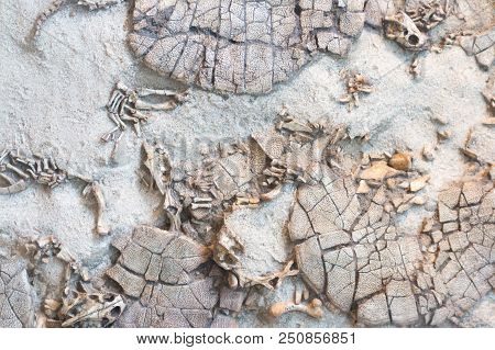 Fossilized Imprint Of A Prehistoric Turtles
 Encased In Sandstone.