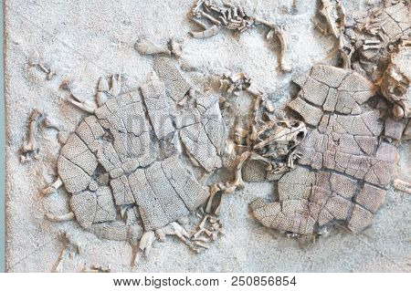 Fossilized Imprint Of A Prehistoric Turtles
 Encased In Sandstone.