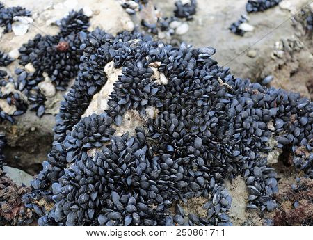 Many Black Mussels On The Rock Without Water
