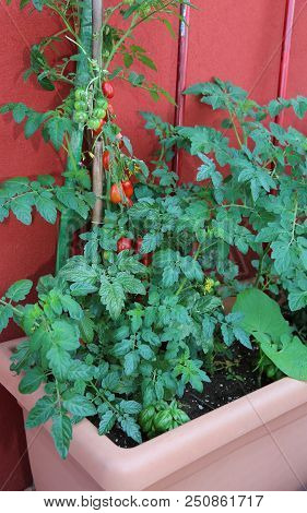 Red Ripe Tomatoes In A Plant Grown In A Pot Outside On The Terrace