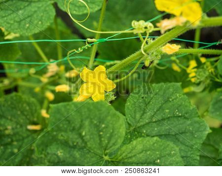 Close Up View On Green Cucumber Leaves With Kukes In The Garden. Small Bee Collecting Farina From Ye