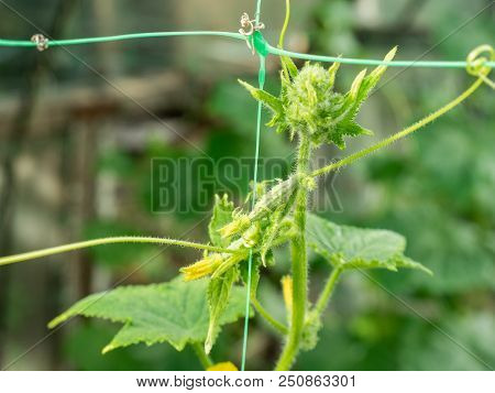 Green Cucumber Leaves With Kukes On Vegetable Patch In The Garden, Close Up. Cucumber Leaves With Ye