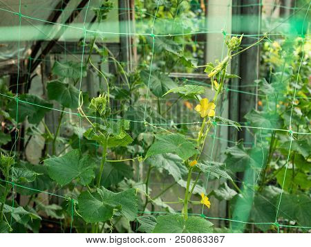 Close Up View On Green Cucumber Leaves Growing On Vegetable Patch In The Garden. Cucumbers Blossomin