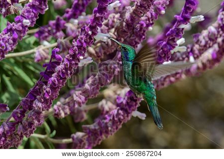Hummingbird(trochilidae)flying Gems  Costarica South America Peru Panama