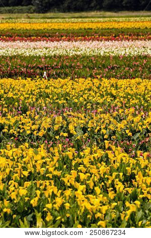 Photo Picture Of Calla Flower Colored Garden Field Cultivation