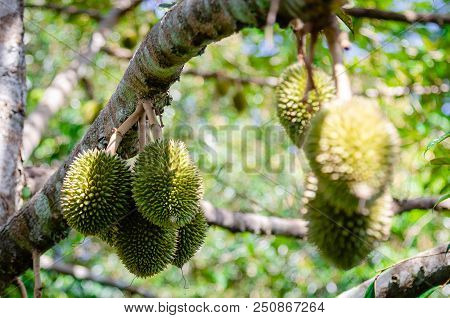 Durian Durian Fruit Is Fresh On The Tree. - Durian Is A King Of Fruits And Can Grow In Suitable Cond