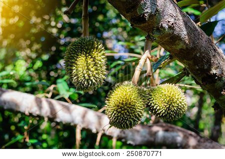 Durian Durian Fruit Is Fresh On The Tree. - Durian Is A King Of Fruits And Can Grow In Suitable Cond