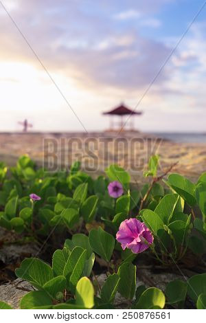 Pink Beach Morning Glory Flower Blossom Near Seashore During Summer With Blur Pavilion On Background