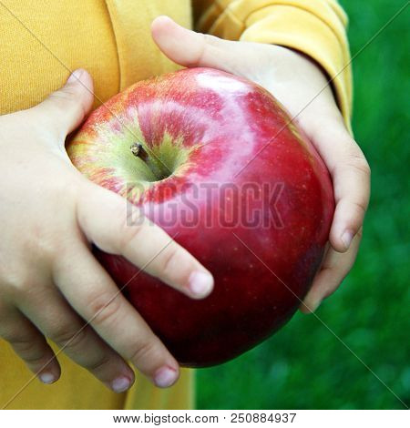 Childs Hands With Big Freshly Harvested Apple.