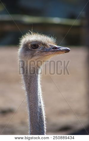 Close Up On The Head Of An Ostrich In The Park Pairi Daisa In Belgium