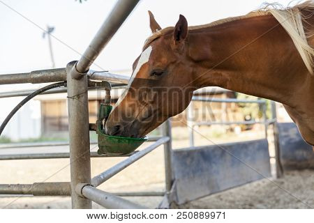 Chestnut Blond Horse With White Marks Drinking From Green Drinking Device In Farm Dirt Inclosure Clo