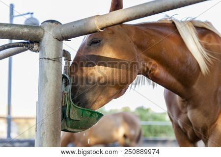 Chestnut Blond Horse With White Marks Drinking From Green Drinking Device With Drops Of Water In Far