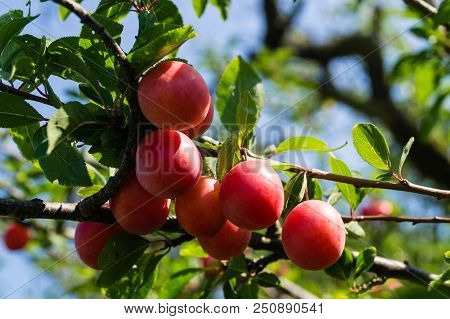 Wild Tree With Red Mirabelle Fruits Next To Hamburg