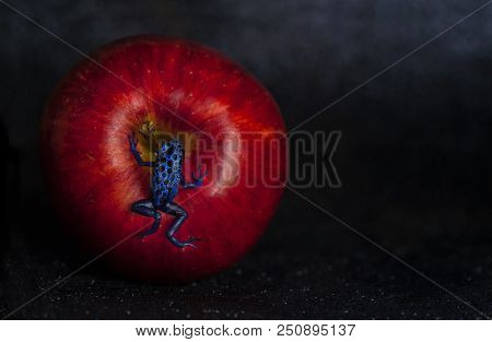 Blue Drag Frog In A Apple With Black Background