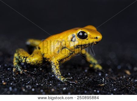 Yellos Golden Drag Frog In Studio With Black Background