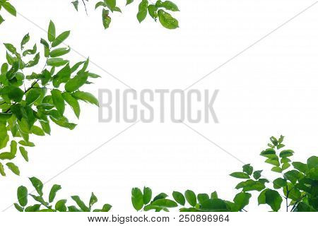Tropical Tree Leaves With Branches On White Isolated Background For Green Foliage Backdrop