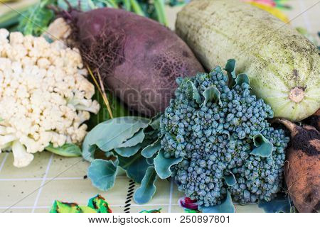 Closeup Of Freshly Harvested Vegetables Turnips, Beetroots, Carrots, Round Marrow, Tomatoes, Cucumbe